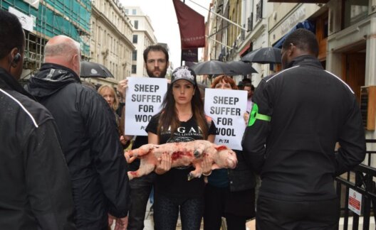 Sheep suffer for wool