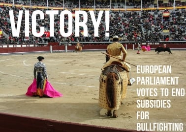 HUGE VICTORY! European Parliament Votes to End Subsidies for Bullfighting