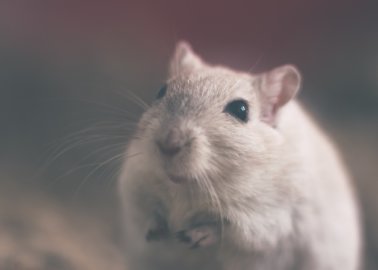 Ireland Promises to Fund the Development of Alternatives to Animal Testing