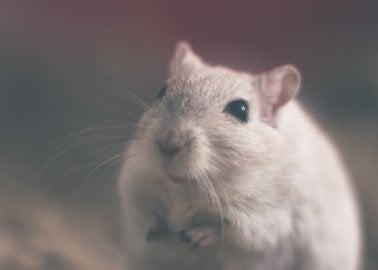 Swedish Nutrition Giant Bans Animal Testing