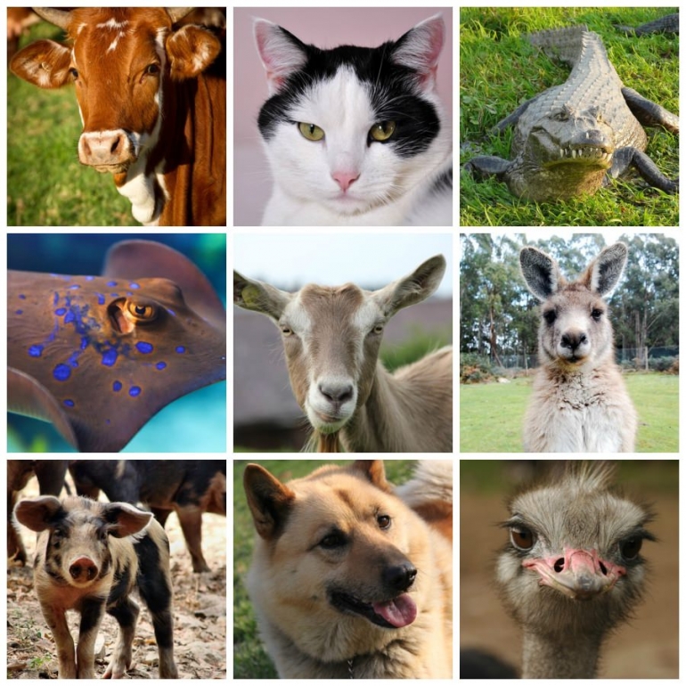 Animals Used For Leather_mini