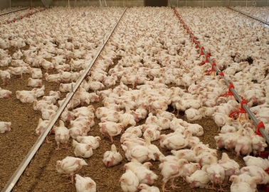 Scrapped: Plans for Horrific Chicken Factory Farm Near York