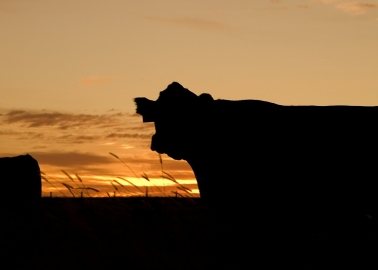 New Report: Tax Meat to Help the Planet and Public Health – and Animals