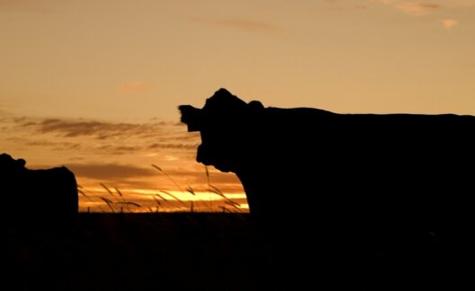 Should meat be taxed?