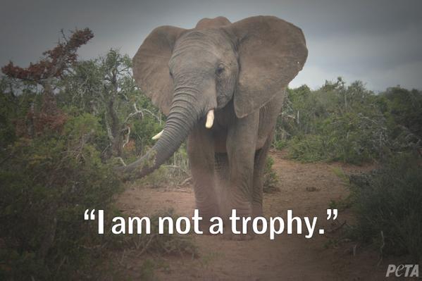 I am not a trophy