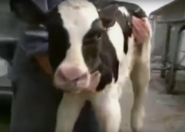 WATCH: What the Dairy Industry Does to Baby Cows