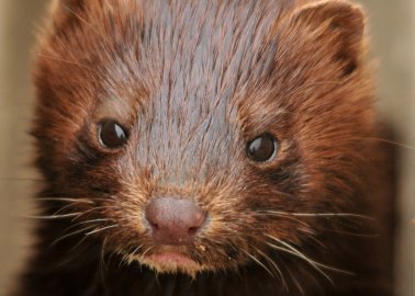 Great News for Minks and Foxes! Czech Parliament Votes to Ban Fur Farming