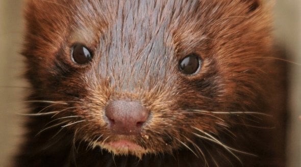 Fur farms to be banned in the Netherlands