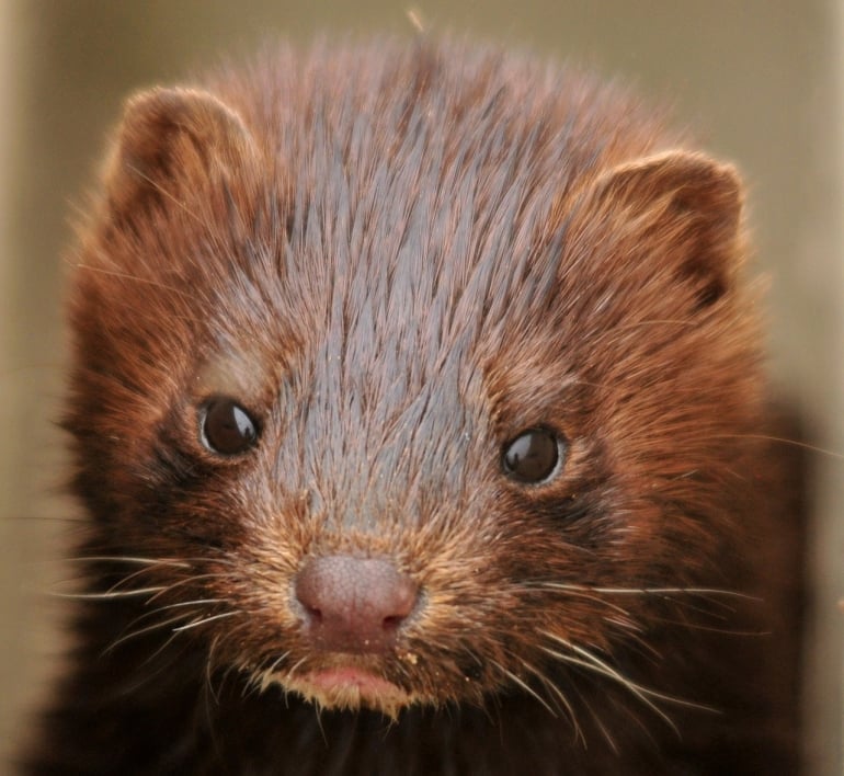 Fur farms to be banned in the Netherlands