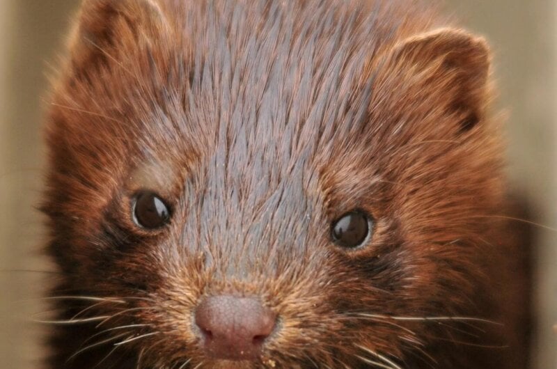 Fur farms to be banned in the Netherlands