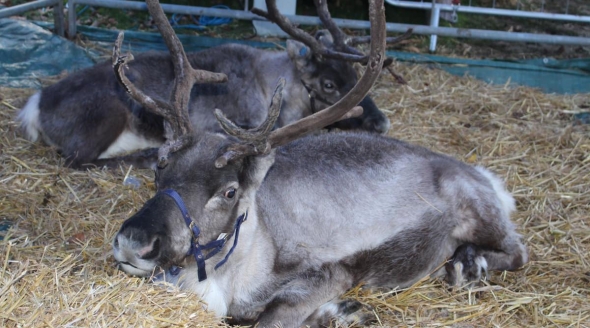 Christmas Harrogate animals