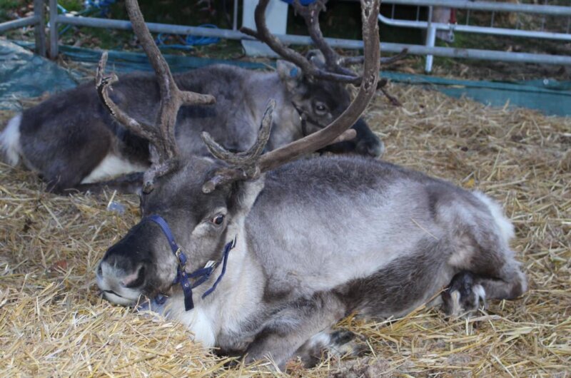 Christmas Harrogate animals