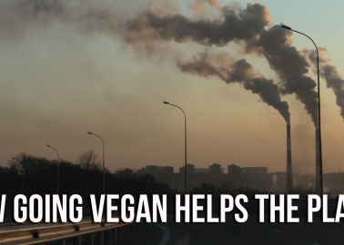 16 Facts That Show How Going Vegan Helps Stop Climate Change
