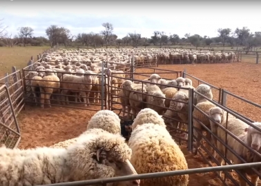 New Footage: Workers Kick, Stamp On and Mutilate Sheep on This Massive Australian Farm