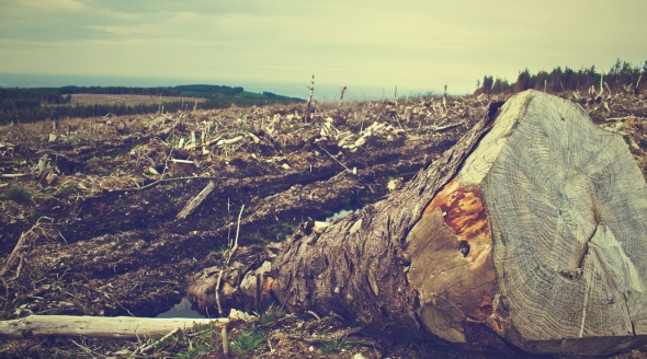 Livestock farming is a leading cause of deforestation