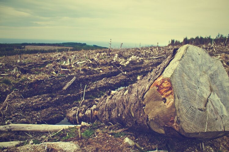 Livestock farming is a leading cause of deforestation