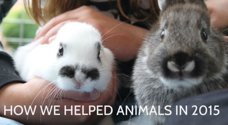 2015 Helping Animals