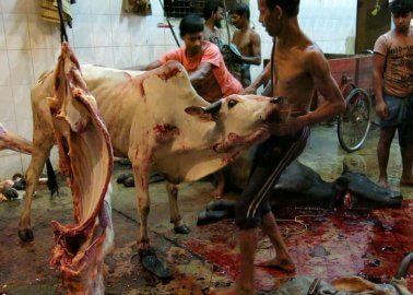 Leather: Hell for Animals and Children in Bangladesh
