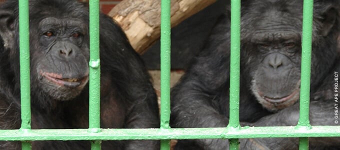 Chimps in cage