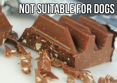 Don’t Kill Your Dog With Kindness! 13 Foods That Aren’t Suitable for Dogs