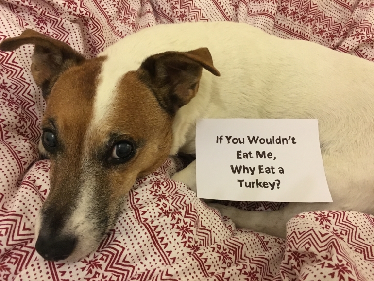 Dog with Sign Dont' Eat Turkey