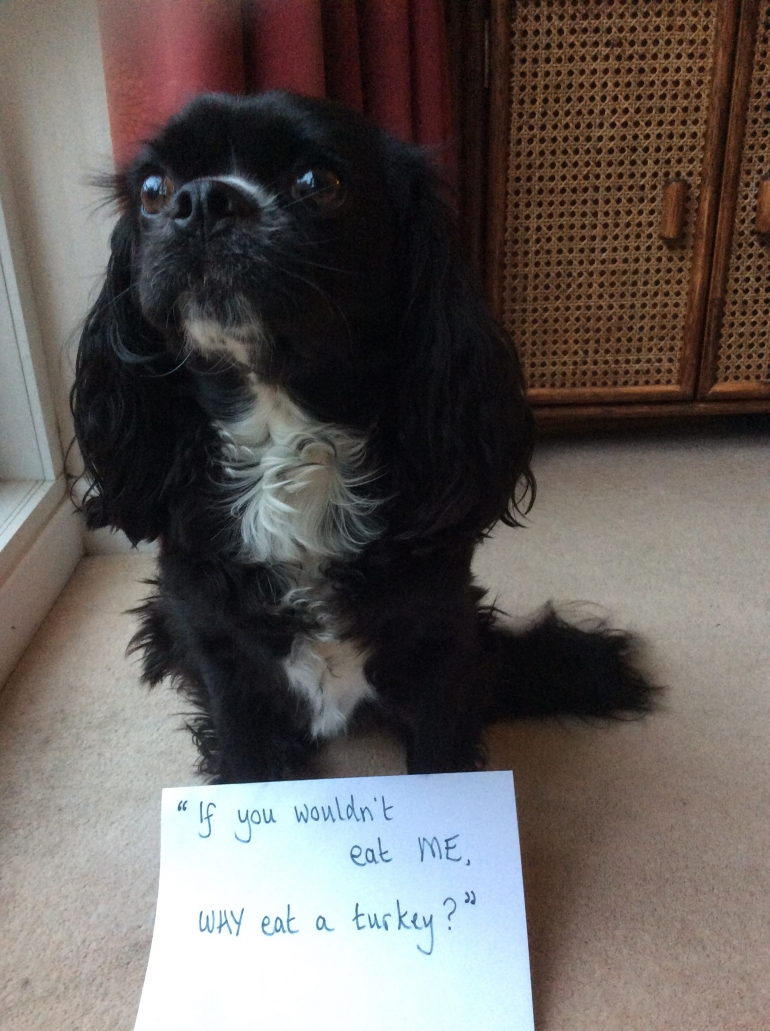 Dog with Sign Dont' Eat Turkey