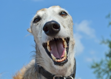 Victory for Dogs! Council Votes to Close Wimbledon Greyhound Stadium