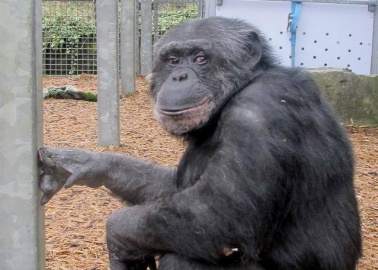 Rescued! Two Chimpanzees Swap Miserable German Zoo for Lovely Welsh Sanctuary