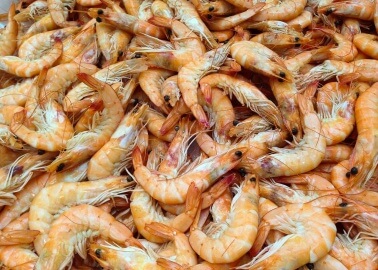 One More Reason Not to Eat Shrimp – Slavery