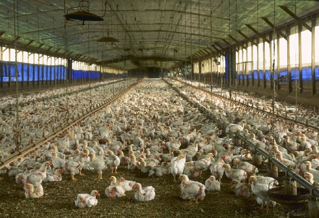 chicken_broiler_public domain