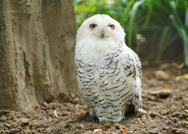 Cancelled – Plans to Exploit Owl and Python at Student Christmas Ball