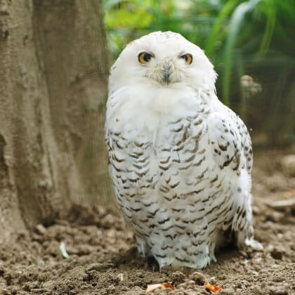 Cancelled – Plans to Exploit Owl and Python at Student Christmas Ball