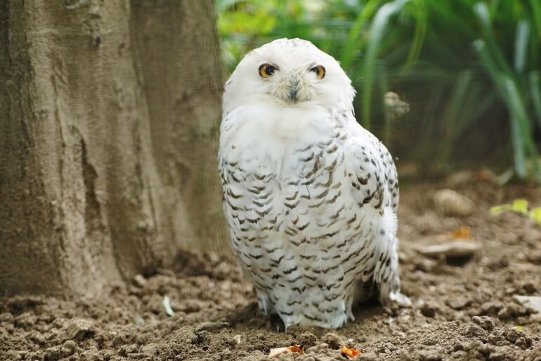 snowy-owl-CC0