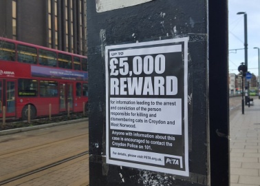 PETA Offers £5,000 Reward to Help Catch ‘Cat Ripper of Croydon’