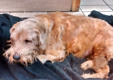 £10,000 Reward Offered After Elmo the Dog Had Almost All His Bones Broken and Was Dumped in a Graveyard