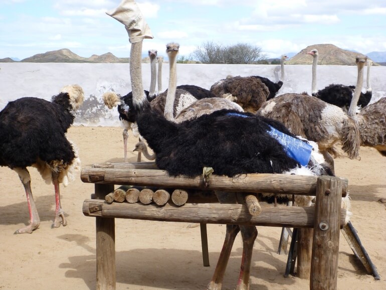 Ostrich in Restraint Device for Plucking