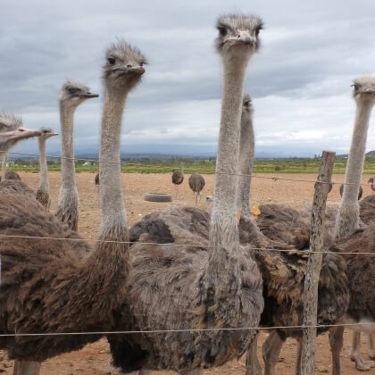 Young Ostriches Butchered for ‘Luxury’ Bags