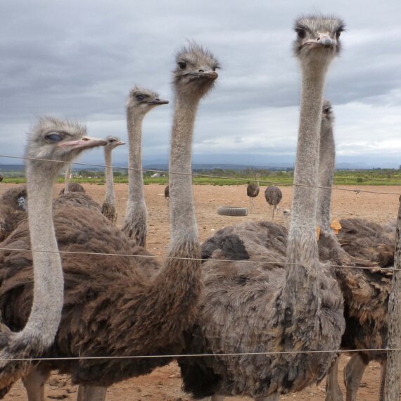 Young Ostriches Butchered for ‘Luxury’ Bags