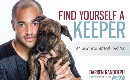 Darren Randolph Adoption Dog Advert