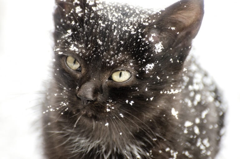 Snowy cat CC0