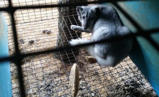 Wisconsin Fur Farm Fox Cage