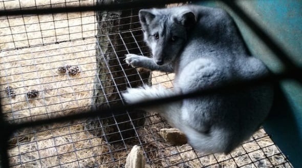 Wisconsin Fur Farm Fox Cage