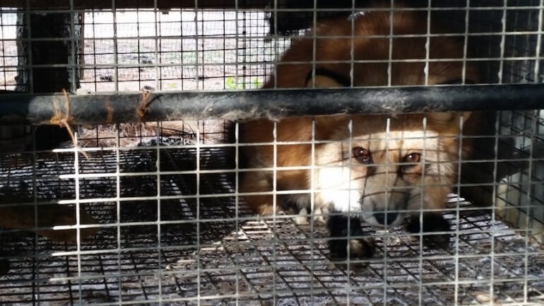 Wisconsin Fur Farm Fox Cage