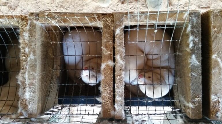 Wisconsin Fur Farm Mink Cage