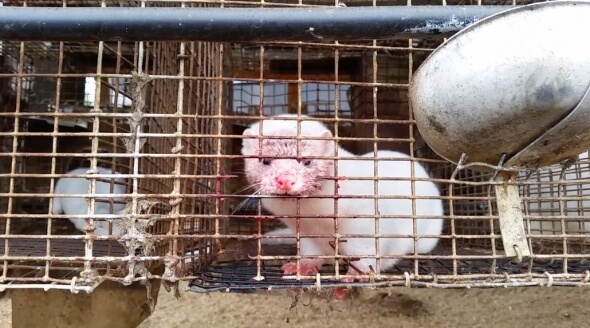 Wisconsin Fur Farm Mink Cage