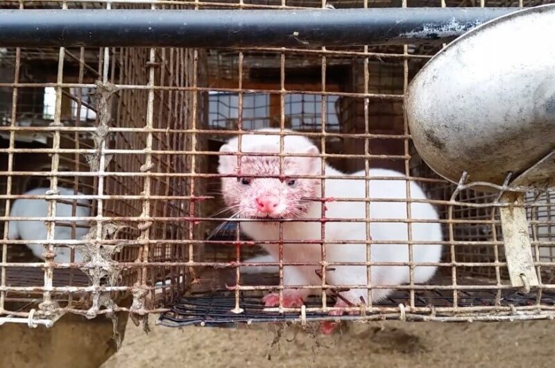 Wisconsin Fur Farm Mink Cage