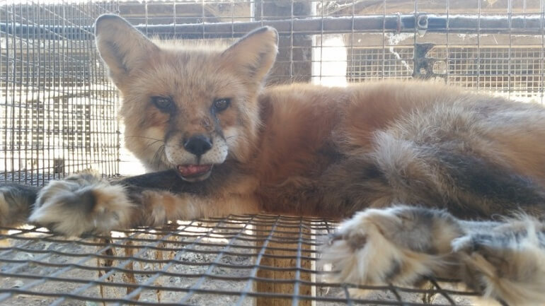 Wisconsin Fur Farm Fox Cage