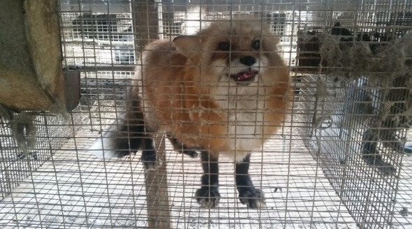 Wisconsin Fur Farm Fox Cage