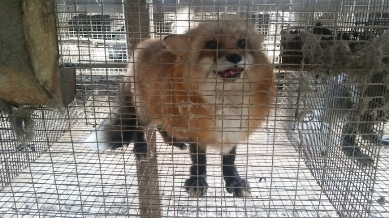 Wisconsin Fur Farm Fox Cage