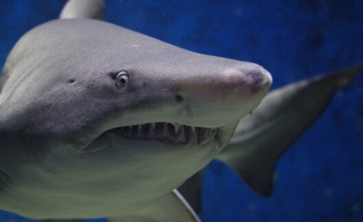 Shark